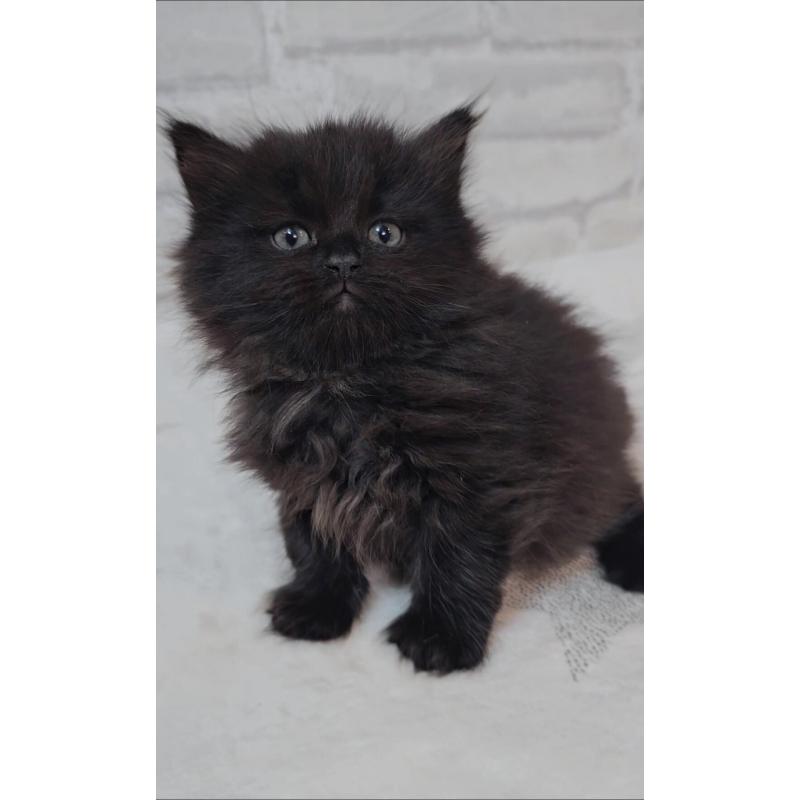 商談中の神奈川県のサイベリアン-133434の3枚目