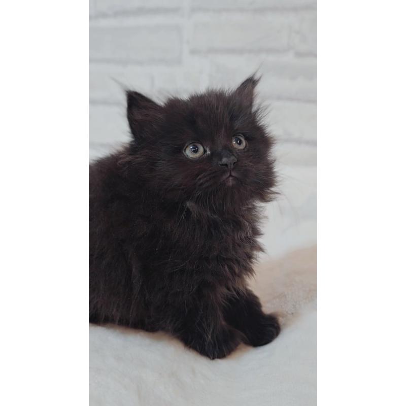 商談中の神奈川県のサイベリアン-133434の2枚目