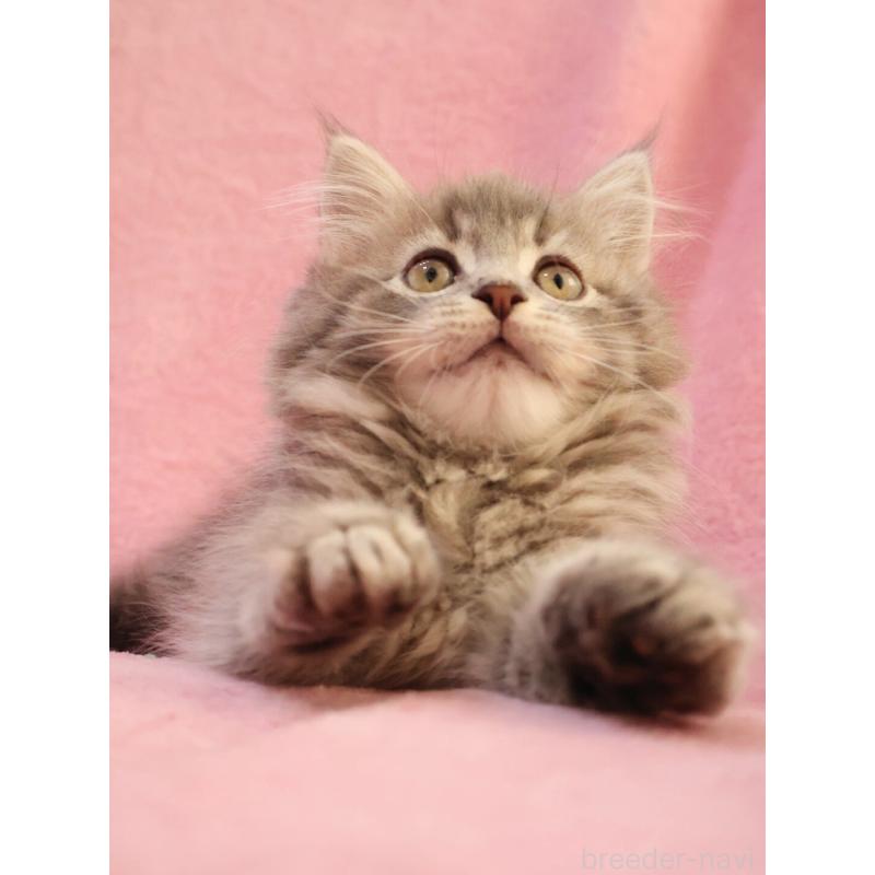 商談中の神奈川県のサイベリアン-133435の11枚目