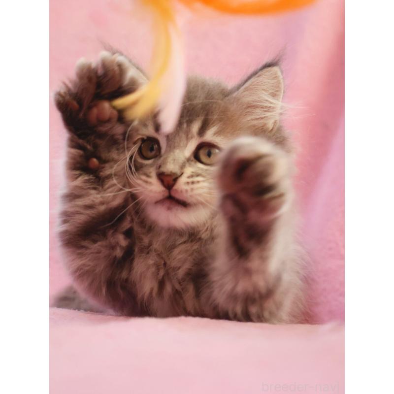 商談中の神奈川県のサイベリアン-133435の6枚目