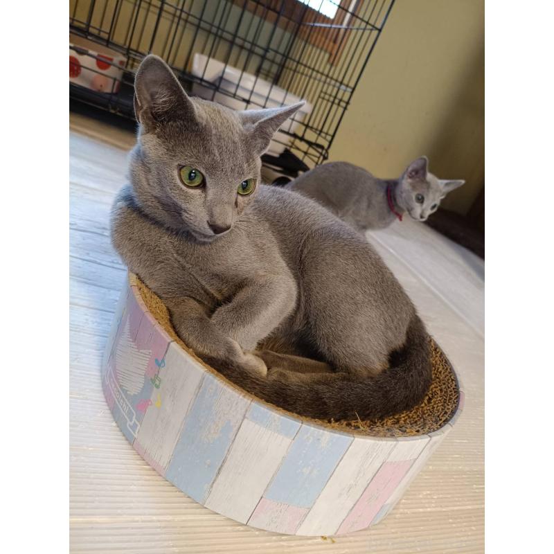 成約済の埼玉県のロシアンブルー-133430の2枚目