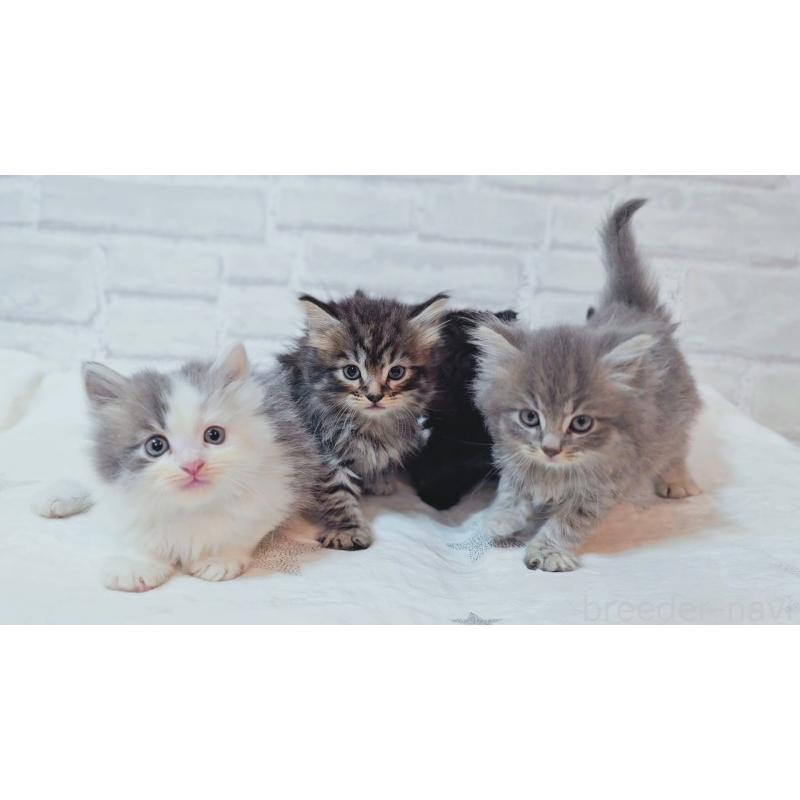 商談中の神奈川県のサイベリアン-133436の8枚目