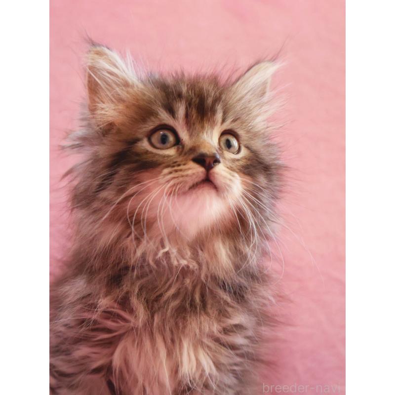 商談中の神奈川県のサイベリアン-133436の5枚目