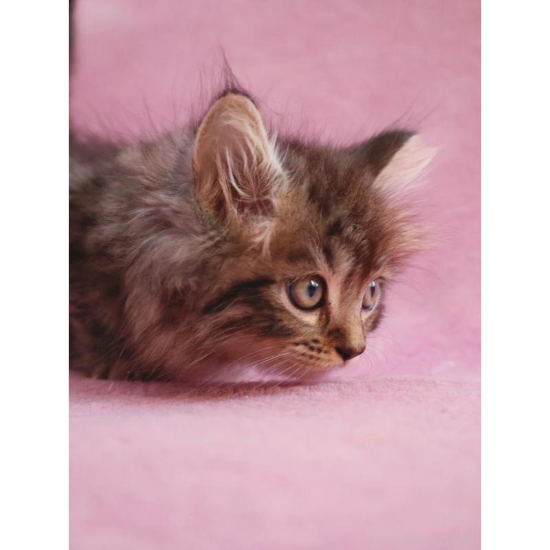 商談中の神奈川県のサイベリアン-133436の3枚目