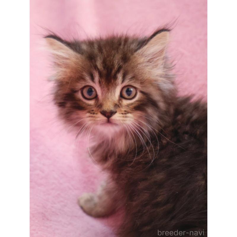 商談中の神奈川県のサイベリアン-133436の2枚目