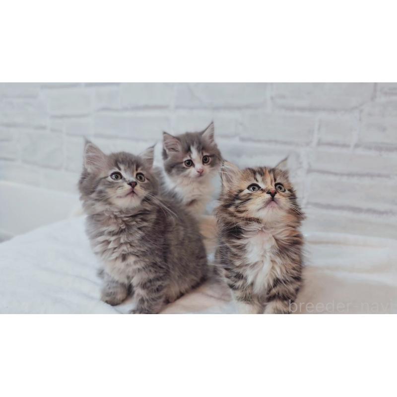 商談中の神奈川県のサイベリアン-133435の2枚目