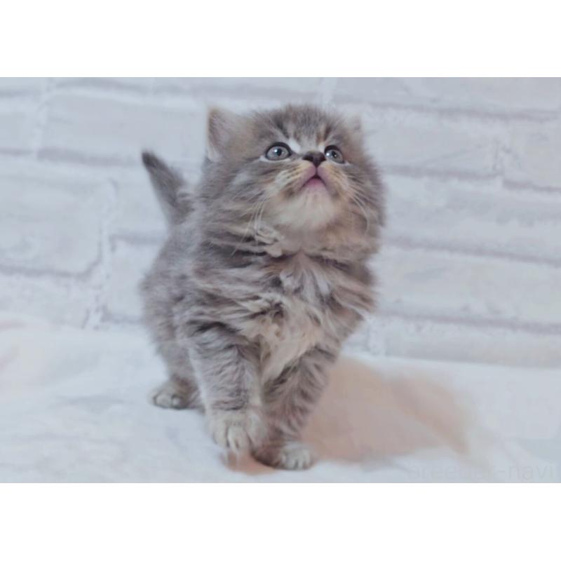 商談中の神奈川県のサイベリアン-133437の7枚目