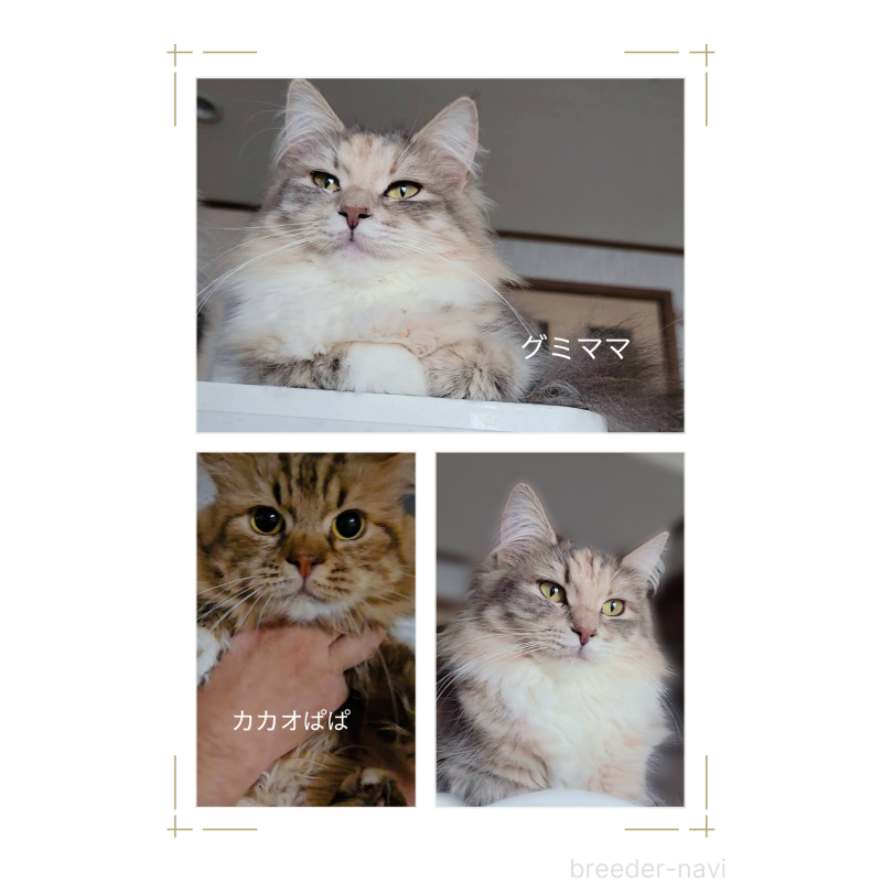 商談中の神奈川県のサイベリアン-133437の2枚目