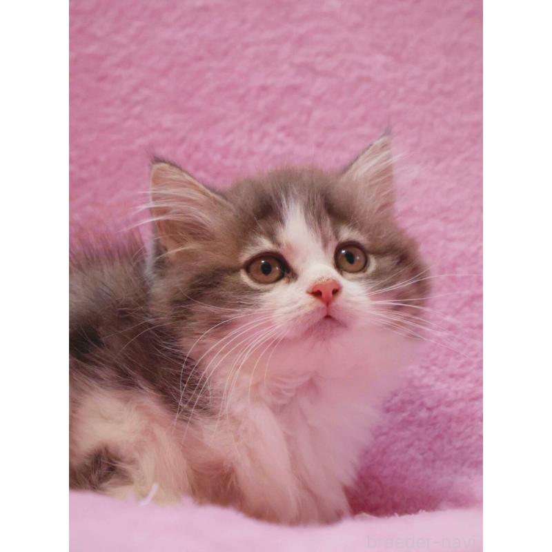 商談中の神奈川県のサイベリアン-133438の11枚目