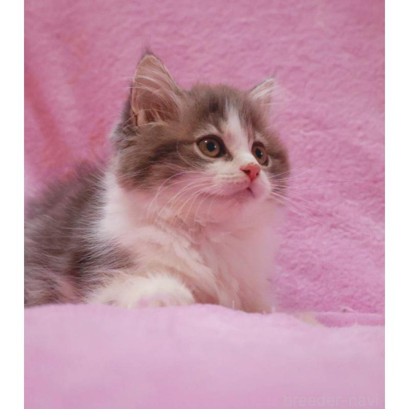 商談中の神奈川県のサイベリアン-133438の10枚目