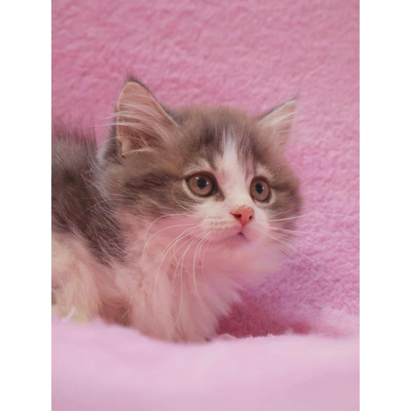 商談中の神奈川県のサイベリアン-133438の9枚目