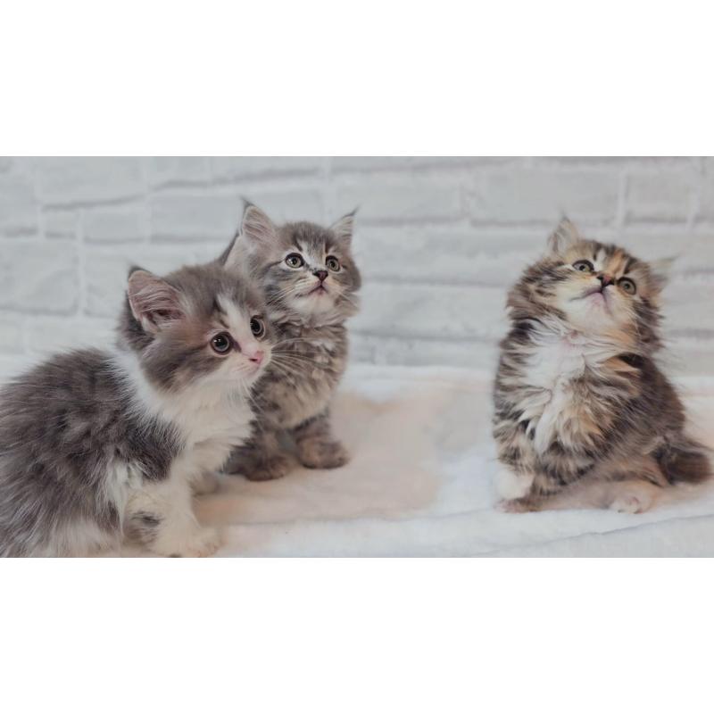 商談中の神奈川県のサイベリアン-133438の8枚目