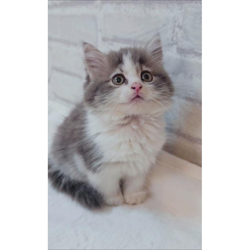 商談中の神奈川県のサイベリアン-133438の7枚目