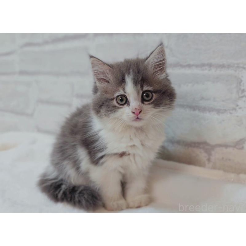 商談中の神奈川県のサイベリアン-133438の6枚目