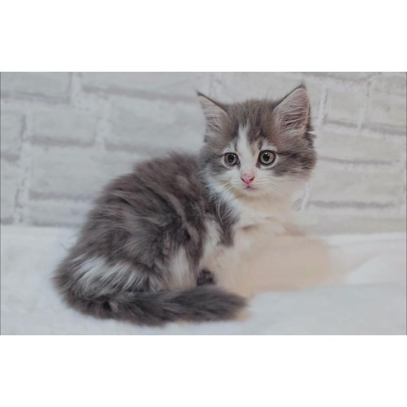 商談中の神奈川県のサイベリアン-133438の5枚目