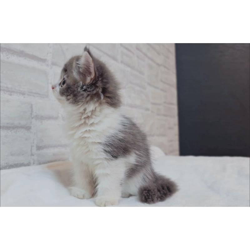 商談中の神奈川県のサイベリアン-133438の4枚目