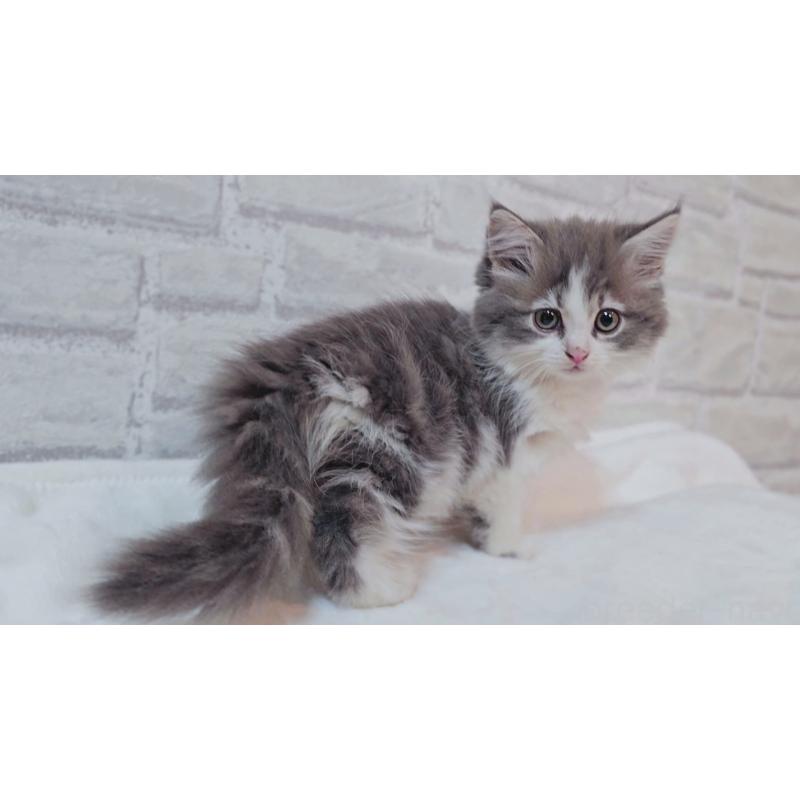 商談中の神奈川県のサイベリアン-133438の3枚目