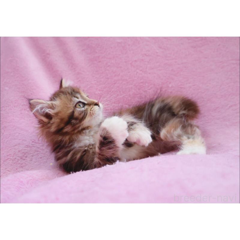 商談中の神奈川県のサイベリアン-133439の9枚目