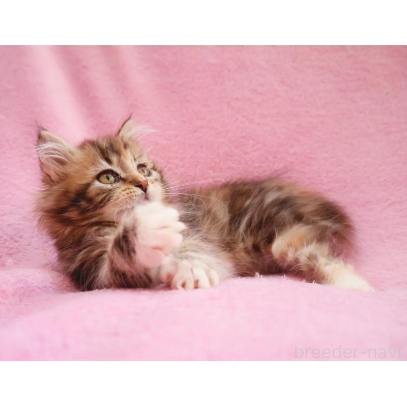 商談中の神奈川県のサイベリアン-133439の7枚目