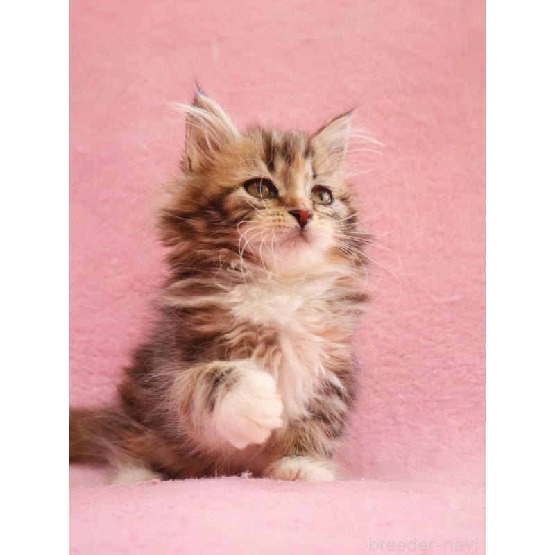 商談中の神奈川県のサイベリアン-133439の6枚目