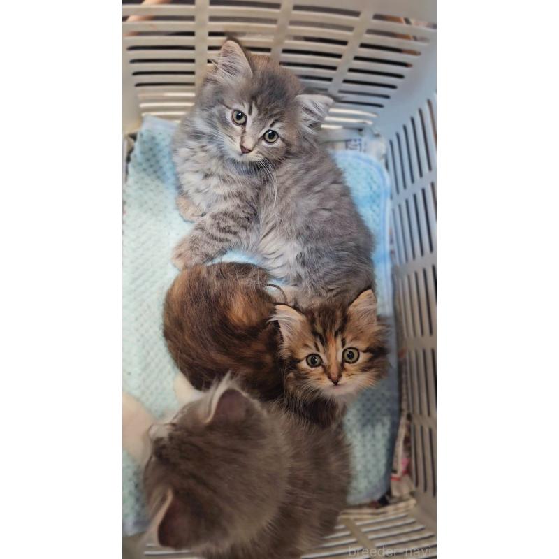 商談中の神奈川県のサイベリアン-133439の4枚目