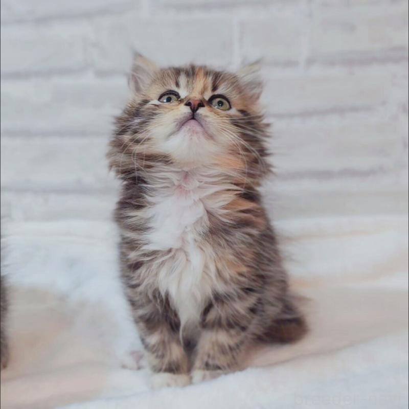 商談中の神奈川県のサイベリアン-133439の3枚目