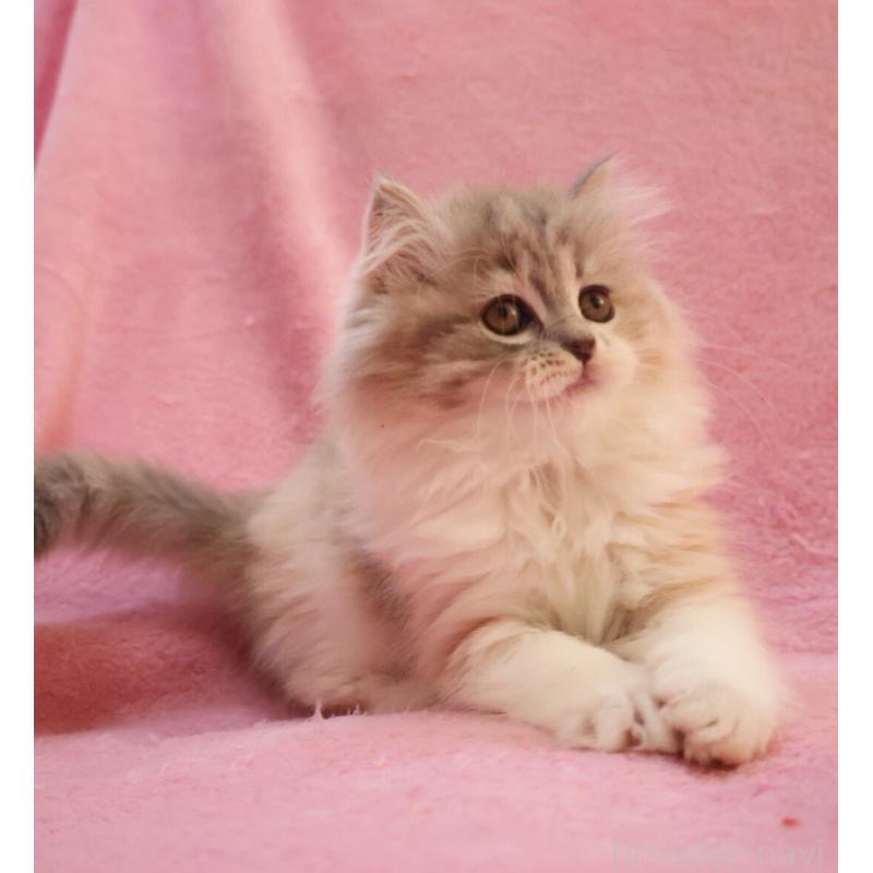 販売中の神奈川県のスコティッシュフォールド-133440の11枚目