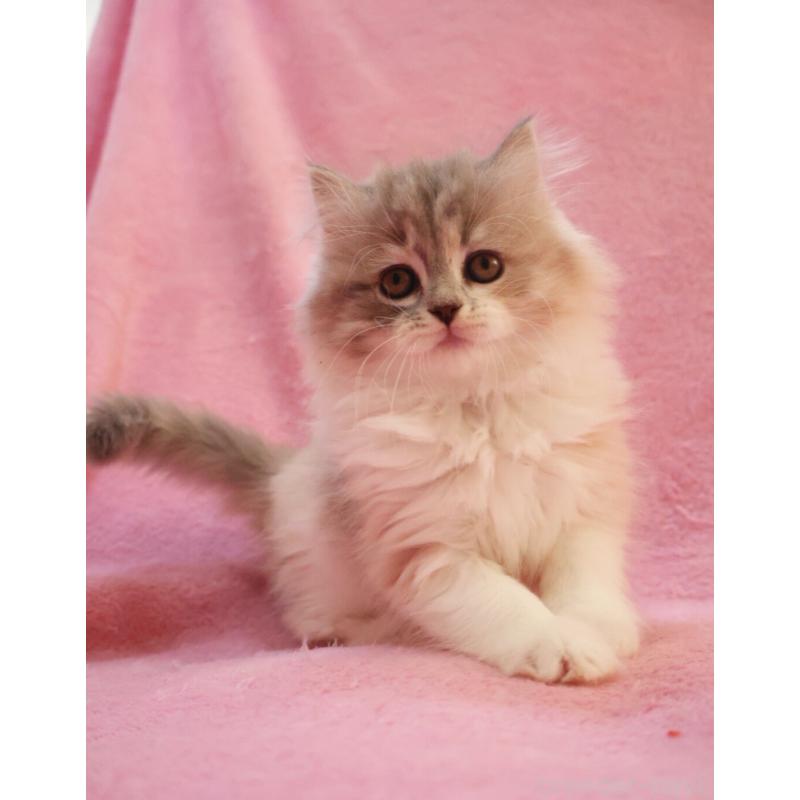 販売中の神奈川県のスコティッシュフォールド-133440の9枚目