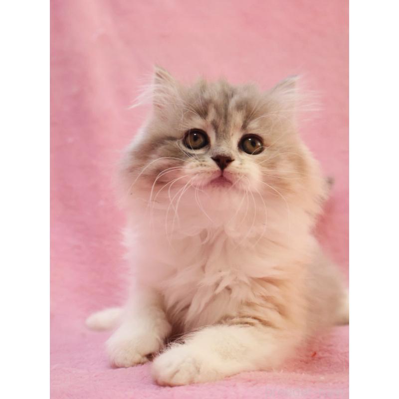 販売中の神奈川県のスコティッシュフォールド-133440の8枚目