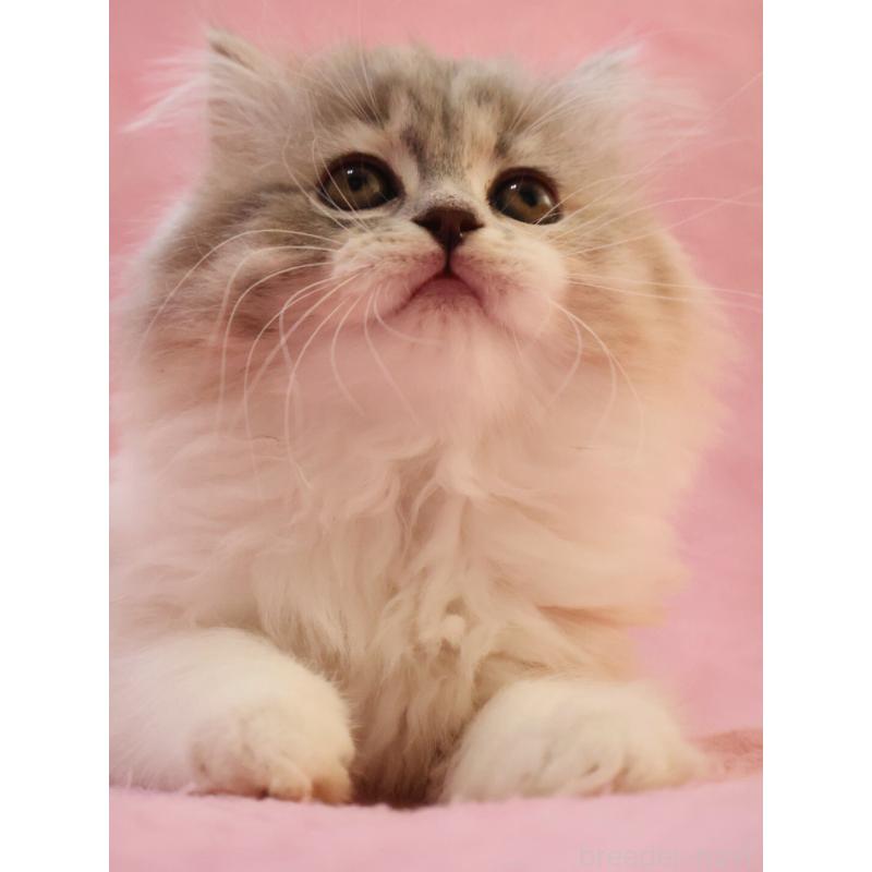 販売中の神奈川県のスコティッシュフォールド-133440の7枚目