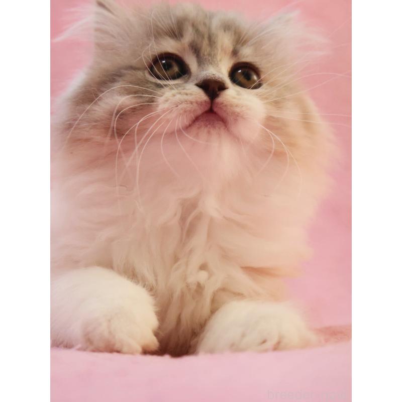 販売中の神奈川県のスコティッシュフォールド-133440の6枚目