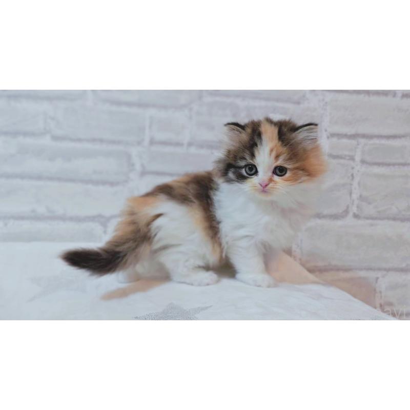 商談中の神奈川県のスコティッシュフォールド-133441の6枚目