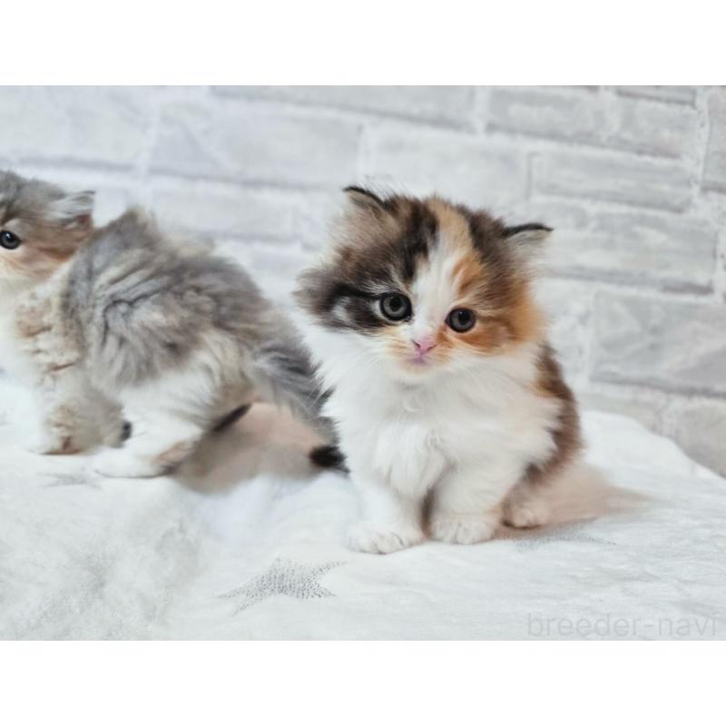 商談中の神奈川県のスコティッシュフォールド-133441の5枚目