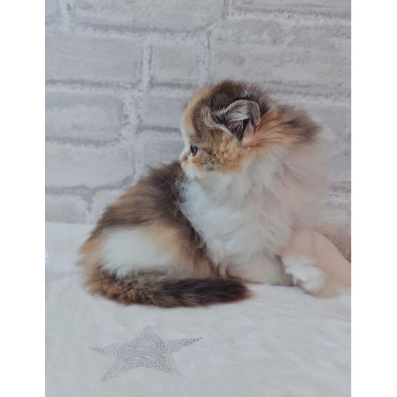 商談中の神奈川県のスコティッシュフォールド-133441の4枚目