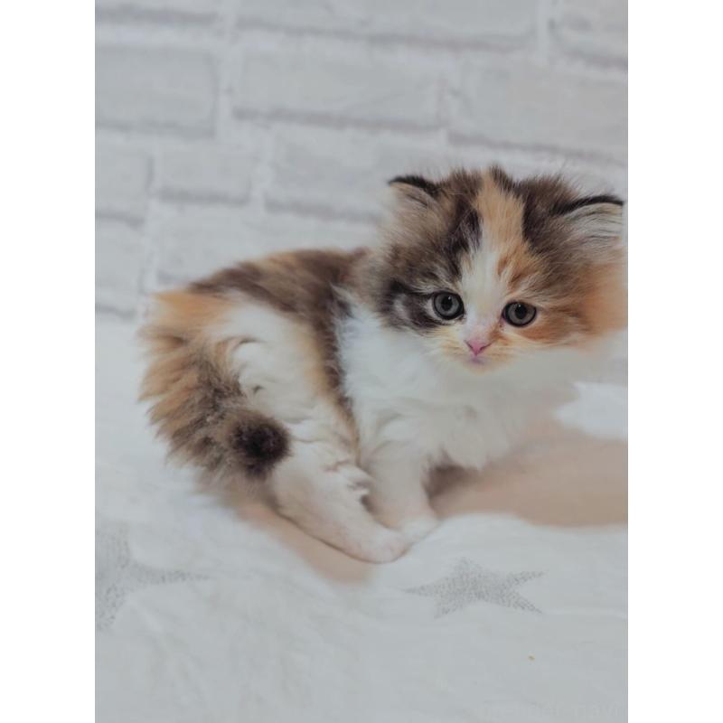 商談中の神奈川県のスコティッシュフォールド-133441の3枚目