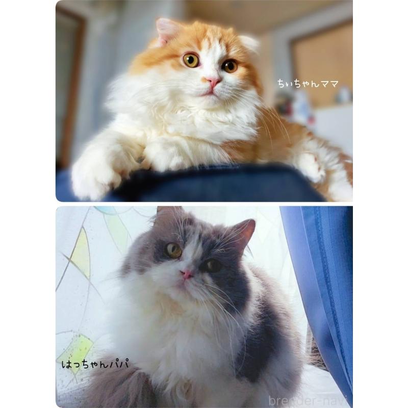 商談中の神奈川県のスコティッシュフォールド-133441の2枚目