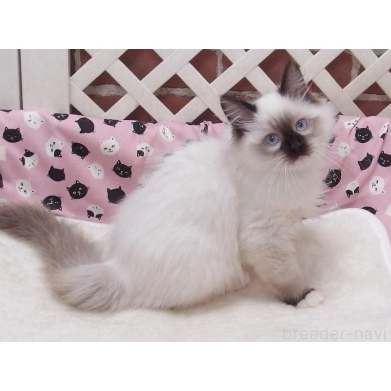 成約済の大阪府のラグドール-132091の2枚目