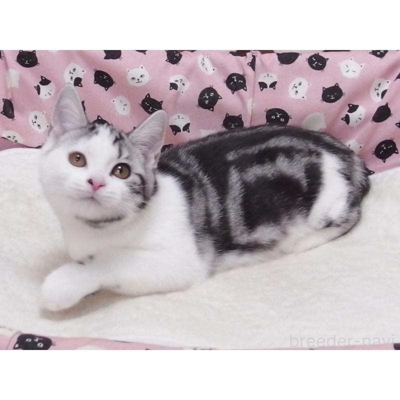 成約済の大阪府のスコティッシュフォールド-128123の2枚目