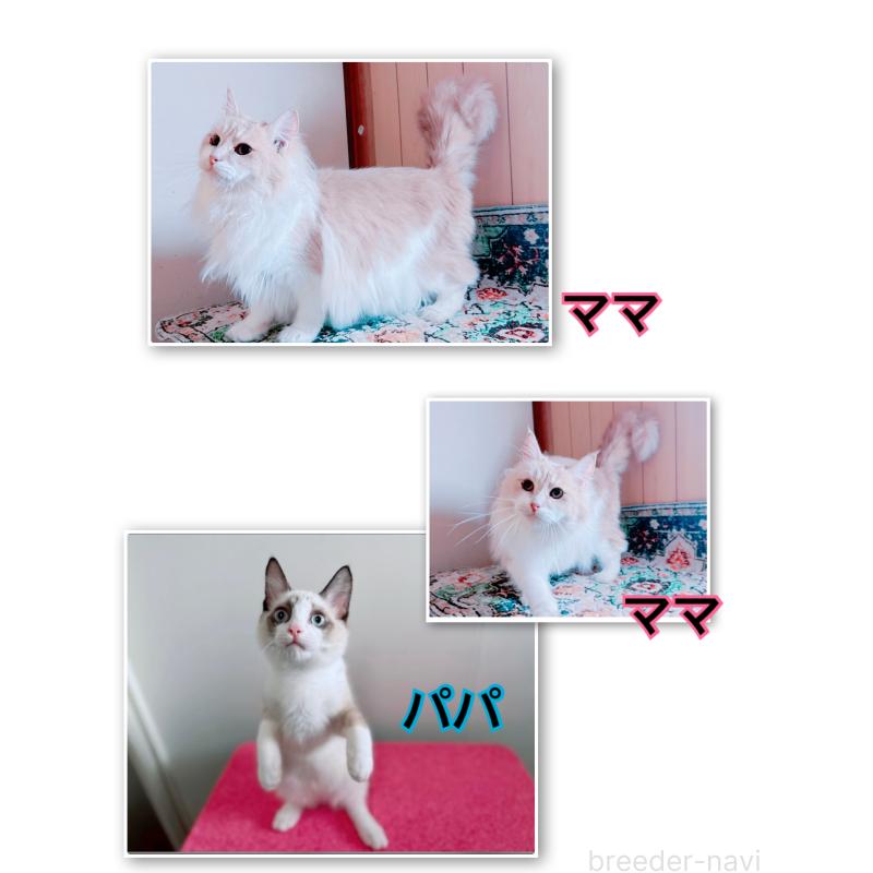 販売中の鹿児島県のミックス-129563の2枚目