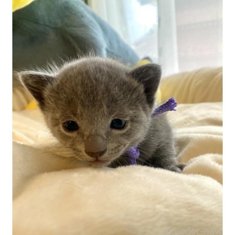 販売中の東京都のロシアンブルー-133325の1枚目