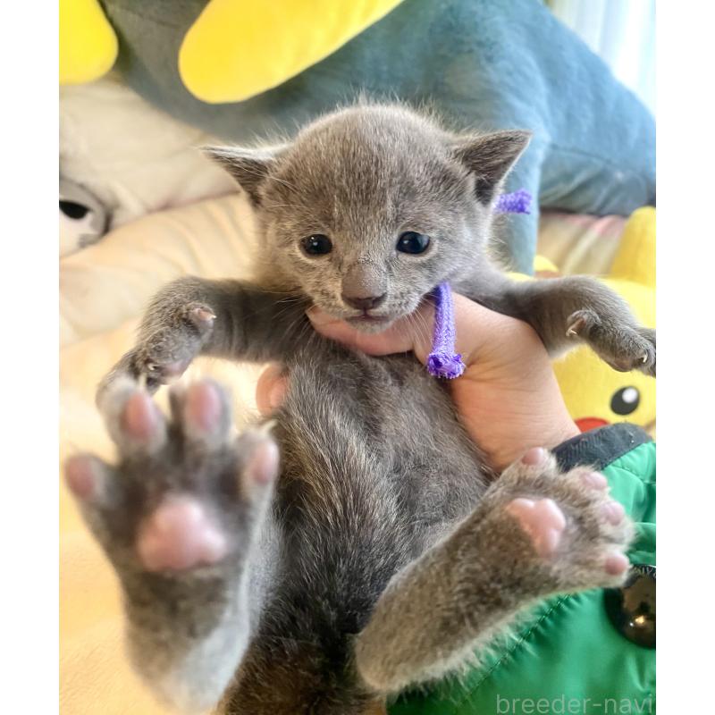 販売中の東京都のロシアンブルー-133325の10枚目