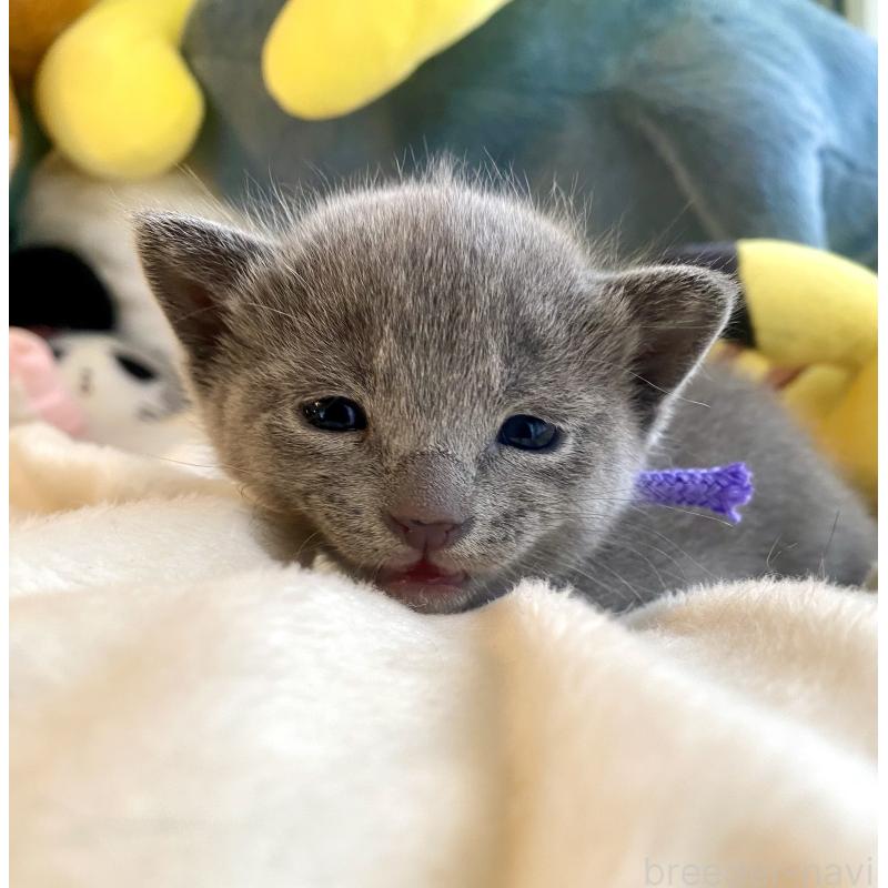 販売中の東京都のロシアンブルー-133325の9枚目