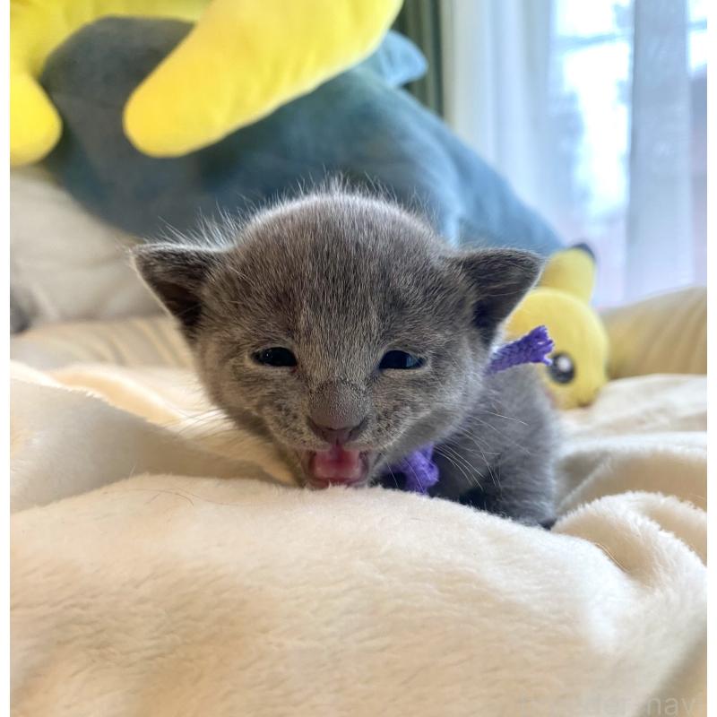 販売中の東京都のロシアンブルー-133325の8枚目