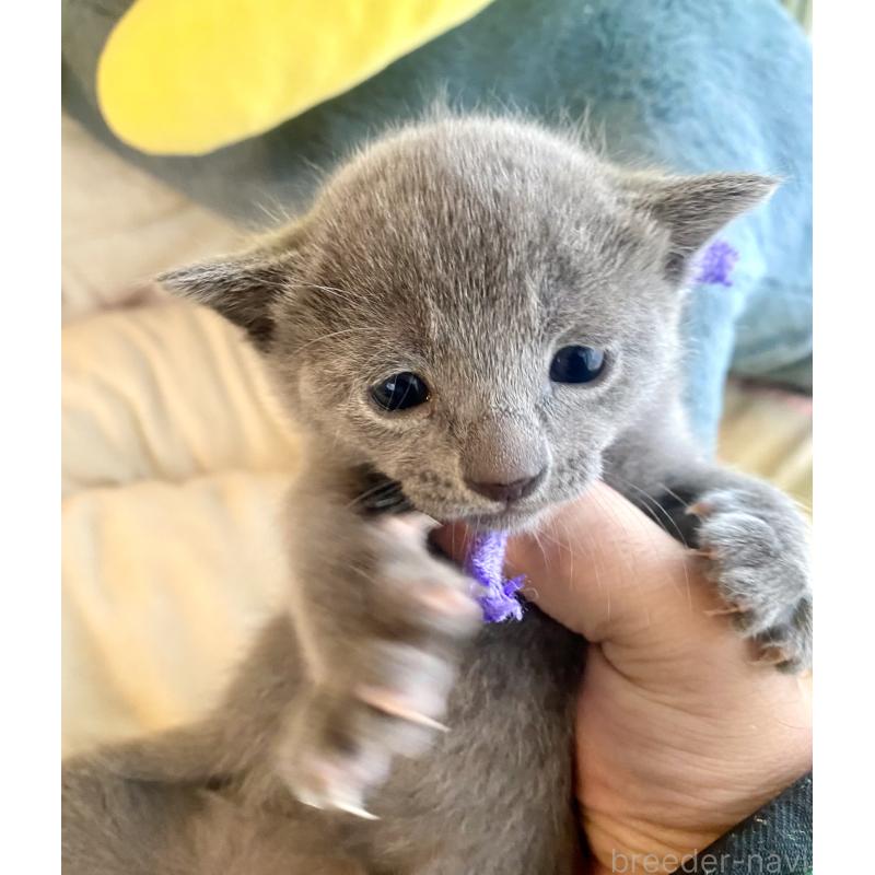 販売中の東京都のロシアンブルー-133325の7枚目