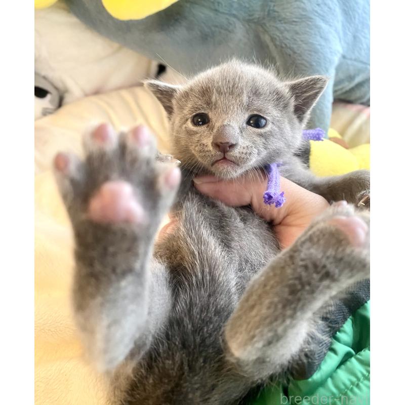 販売中の東京都のロシアンブルー-133325の6枚目