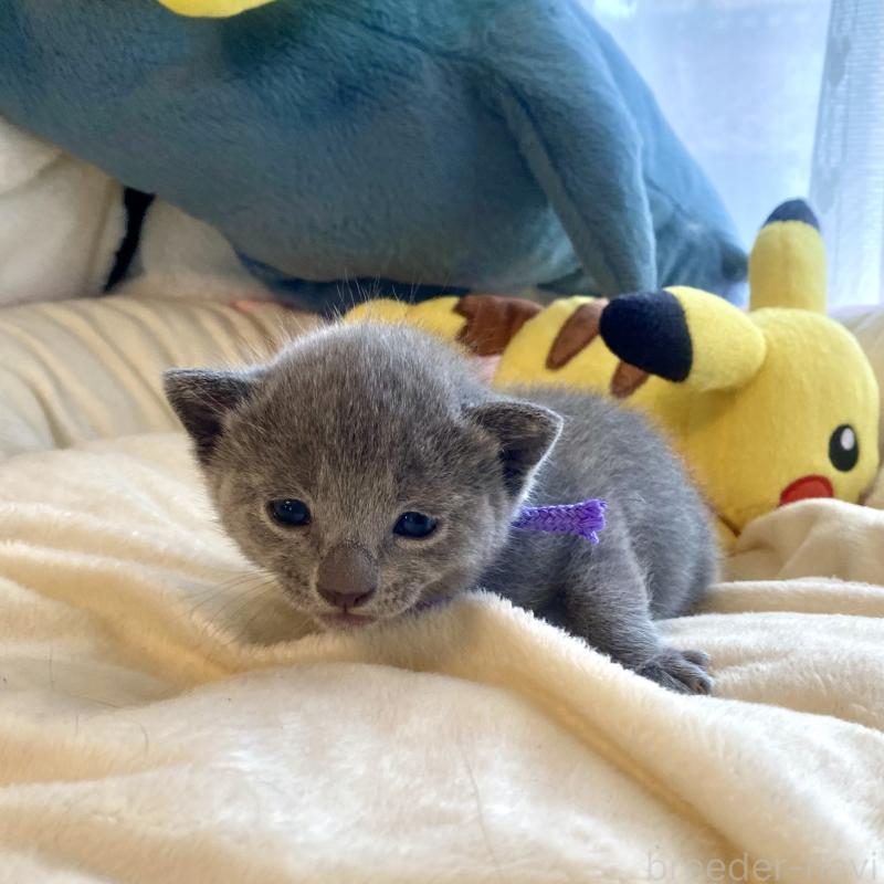 販売中の東京都のロシアンブルー-133325の5枚目