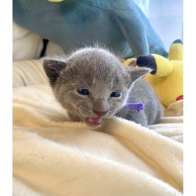 販売中の東京都のロシアンブルー-133325の4枚目