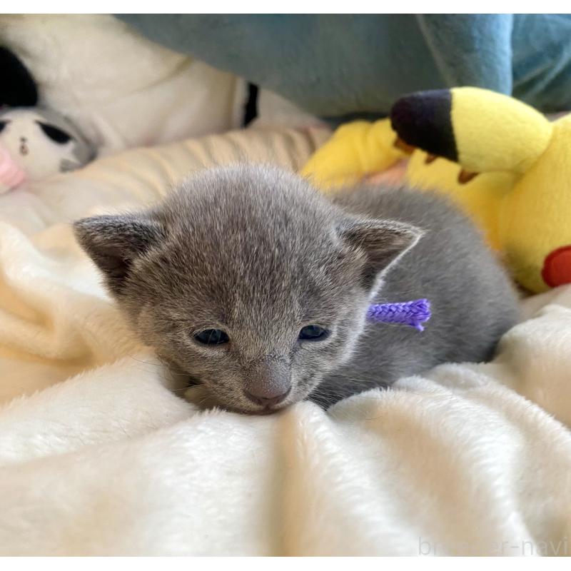 販売中の東京都のロシアンブルー-133325の3枚目