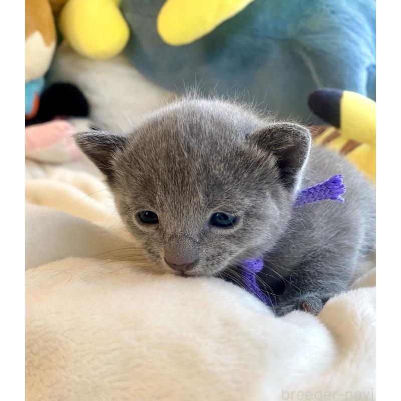 販売中の東京都のロシアンブルー-133325の2枚目