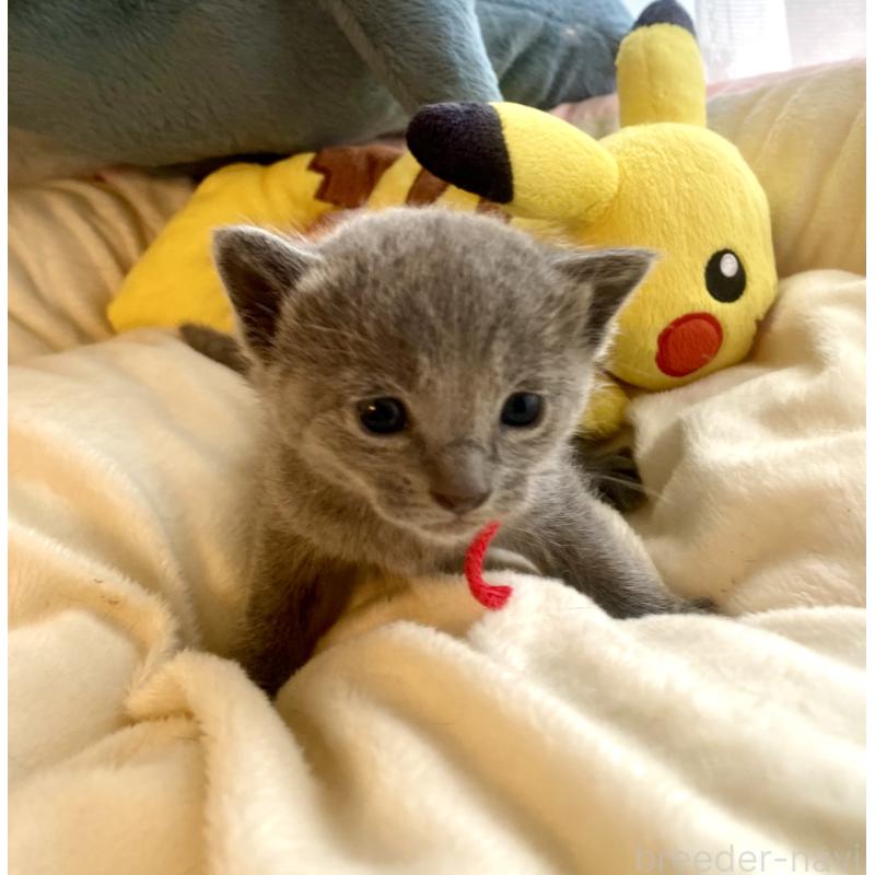 販売中の東京都のロシアンブルー-133326